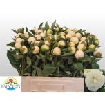 Paeonia Pojeng Duchesse de Nemours 55cm