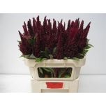 Amaranthus Rebashein Ov 75cm