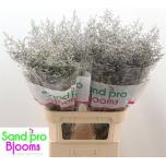 Limonium Parkjuur Misty Blue 90cm