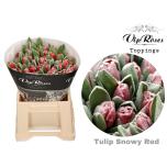 Tulp si painted Frost Red 37cm