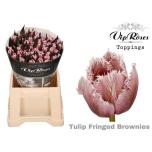 Tulp paint 38cm