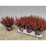 Calluna vulgaris beauty-ladies merlyn 12cm