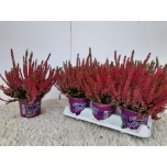 Calluna vulgaris beauty-ladies Andrea 12cm