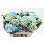 Hydrangea Hortensia ov 60cm*5