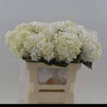 Hydrangea Hortensia ov 65cm*12