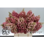 Hydrangea Hortrensia ov 70cm*5