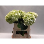 Hydrangea Hortensia ov classic 80cm