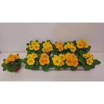 Primula Priimula ac yellow mix 10cm