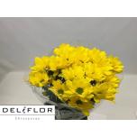 Chrysanthemum Krüsanteem SP ov 70cm*5