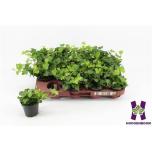 Hedera helix Luuderohi wonder 9cm