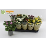 Chrysanthemum indi Krüsanteem mix 12cm topeltõis