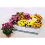 Chrysanthemum indicum grp mixed 12cm