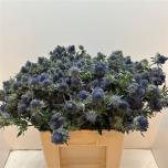 Eryngium Ogaputk ov 60cm