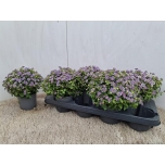 Exacum affi blue star 12cm