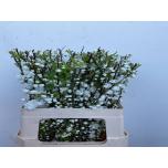 Prunus Gland White 60cm