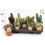 Cactus Kaktus mix 12cm