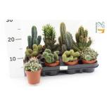 Cactus Kaktus mix 8,5cm