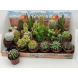 Cactus Kaktus mix 8,5cm