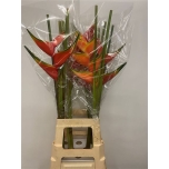 Heliconia OV 90cm