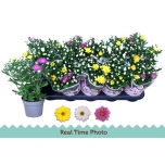 Chrysanthemum indi grp mix per pot 12cm