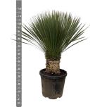 Yucca Tääkliilia rostrata 40cm