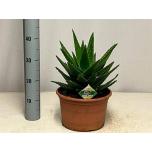 Aloe perfoliata 25cm