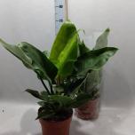 Philodendron Filodendron imperial green 21cm