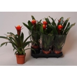 Guzmania happyness 12cm