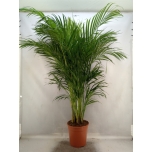 Dypsis Kuldviljakpalm 24cm