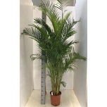 Dypsis Kuldviljakpalm 27cm