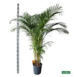 Dypsis Kuldviljakpalm 27cm