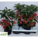 Ardisia crenata 14cm