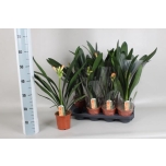 Clivia miniata 13cm