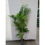 Howea forsteriana Forsteri kentiapalm 24cm