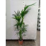 Howea forsteriana Forsteri kentiapalm 24cm