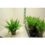 Nephrolepis Nefroleep exal bostoniensis 12cm