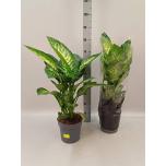 Dieffenbachia Diifenbahhia tropic snow 21cm