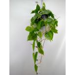 Philodendron Filodendron scandens 17cm