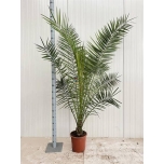 Phoenix canariensis Kanaari datlipalm 27cm