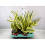 Sansevieria Havisaba trifasciata 14cm