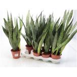 Sansevieria Havisaba 14cm trifasciata other