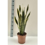 Sansevieria Havisaba trifasciata laurentii 21cm