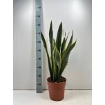 Sansevieria Havisaba trifasciata laurentii 21cm