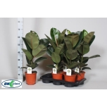 Ficus Viigipuu elastica robusta 17cm