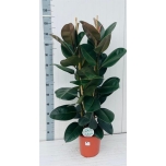 Ficus elastica robusta 24cm