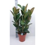 Ficus Viigipuu 27cm elastica robusta