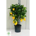 Citrus limon Sidrunipuu 22cm