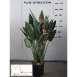 Strelitzia Paradiisilinnulill reginae 40cm