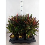 Codiaeum variegatum mrs iceton 17cm