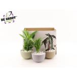 Ficus Arrangementen plants 19cm